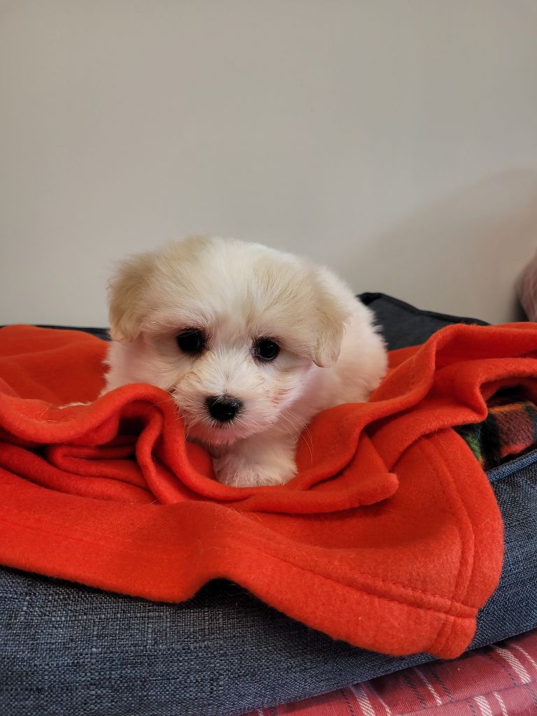 des terres de bourguenailles - Chiots disponibles - Coton de Tulear