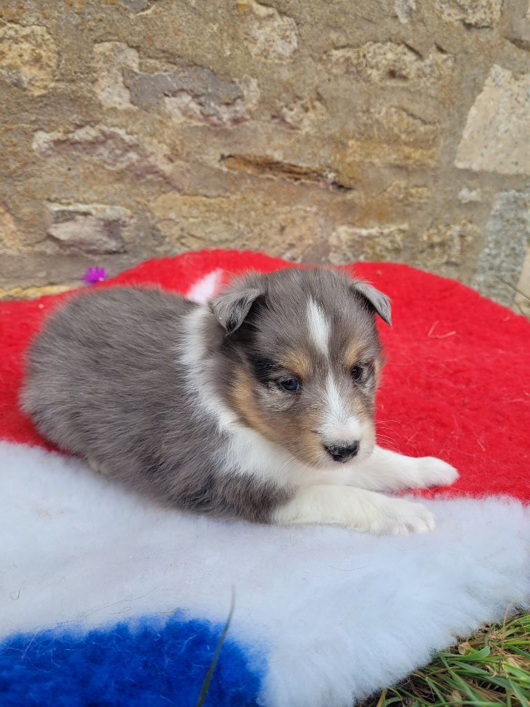 des terres de bourguenailles - Chiots disponibles - Shetland Sheepdog