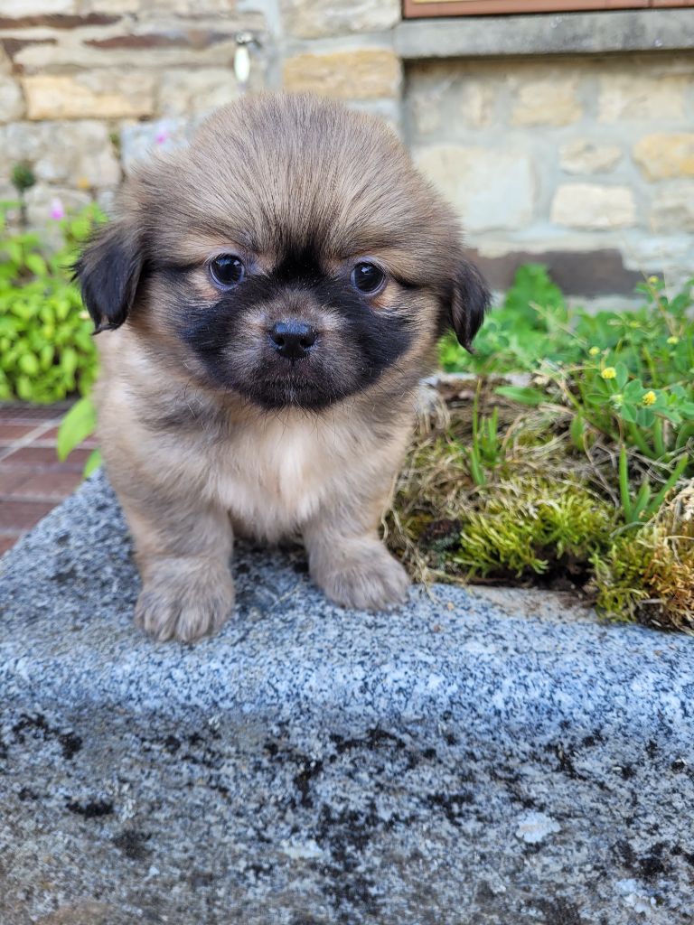 des terres de bourguenailles - Chiots disponibles - Epagneul tibetain