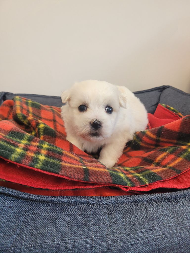des terres de bourguenailles - Chiots disponibles - Coton de Tulear