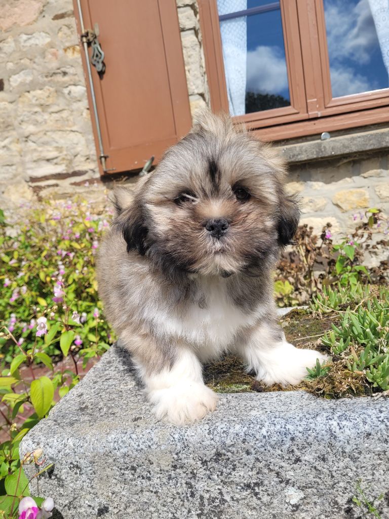 des terres de bourguenailles - Chiots disponibles - Lhassa Apso