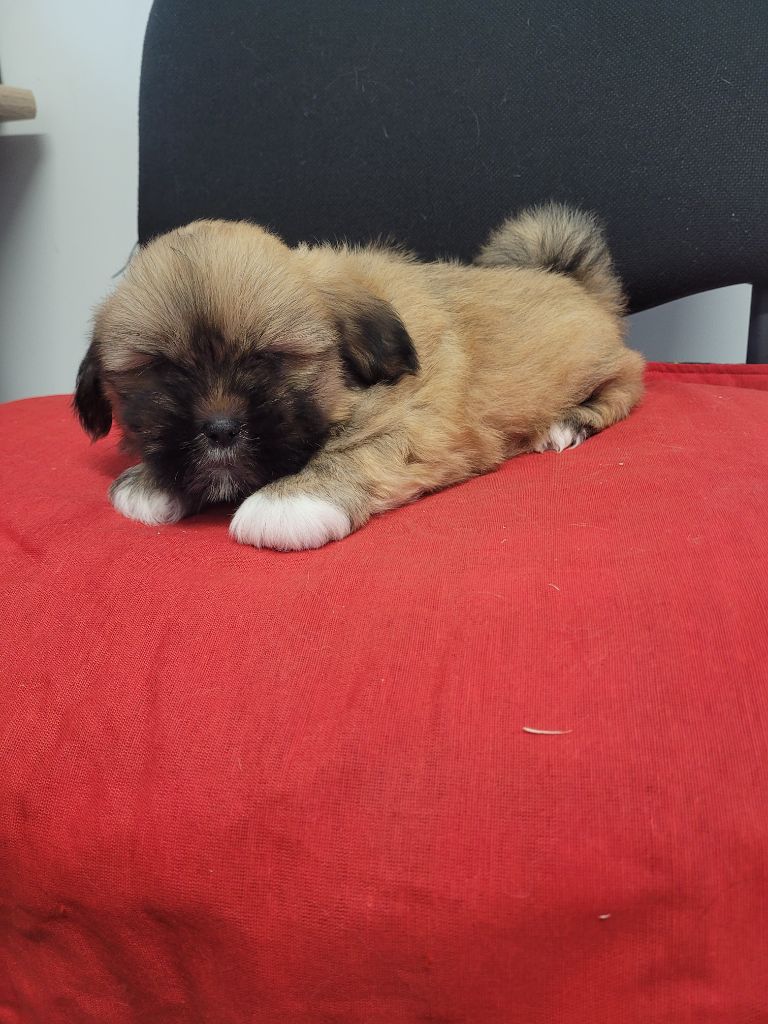 des terres de bourguenailles - Chiots disponibles - Lhassa Apso