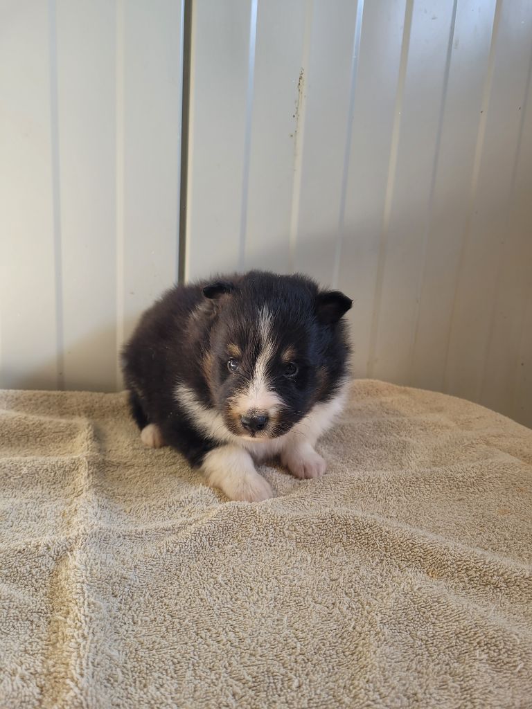 des terres de bourguenailles - Chiots disponibles - Shetland Sheepdog