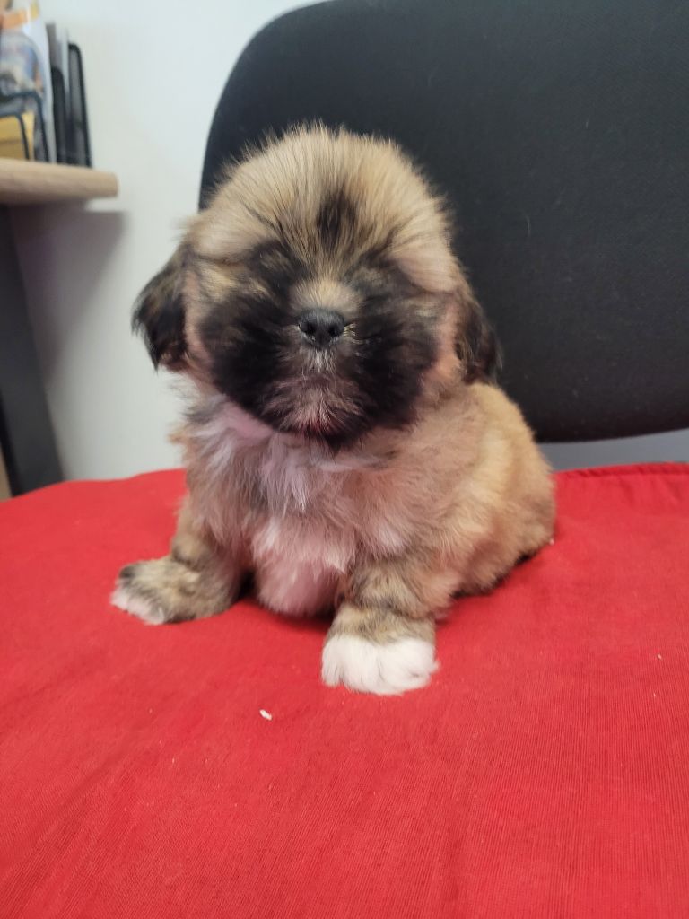 des terres de bourguenailles - Chiots disponibles - Lhassa Apso