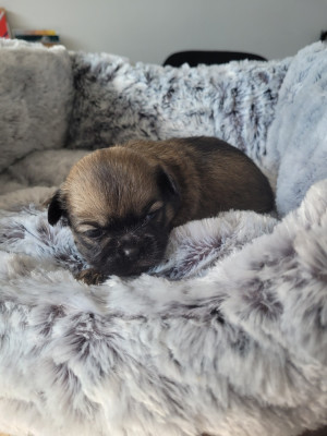 Chiot N°1