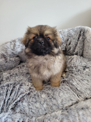 CHIOT 3