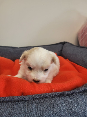 CHIOT 5