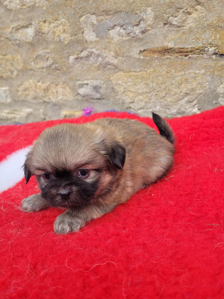 des terres de bourguenailles - Chiots disponibles - Epagneul tibetain
