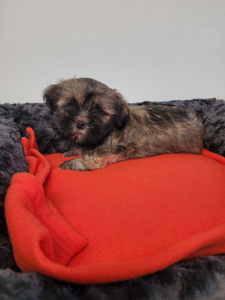 des terres de bourguenailles - Chiots disponibles - Lhassa Apso