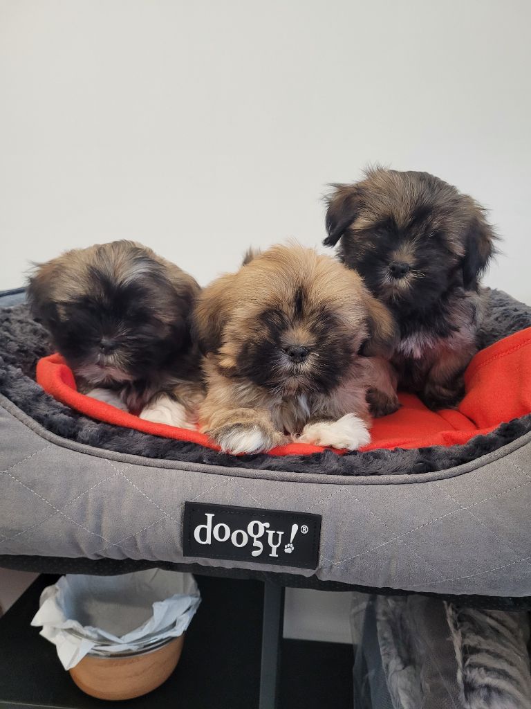des terres de bourguenailles - Lhassa Apso - Portée née le 18/07/2025