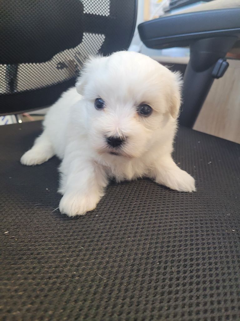 des terres de bourguenailles - Chiots disponibles - Coton de Tulear