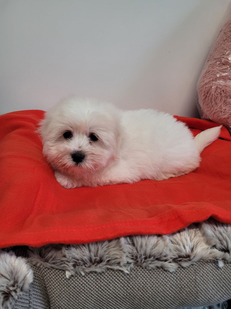 des terres de bourguenailles - Chiots disponibles - Coton de Tulear