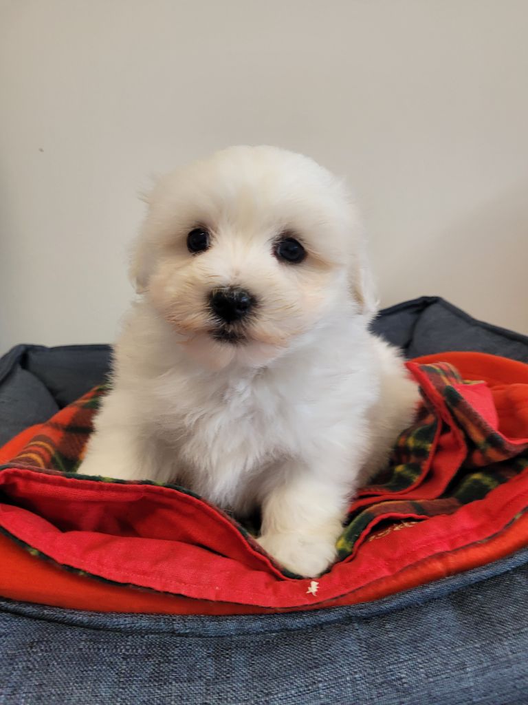 des terres de bourguenailles - Chiots disponibles - Coton de Tulear