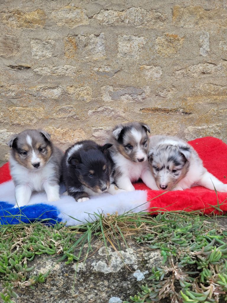 Chiot Shetland Sheepdog des terres de bourguenailles