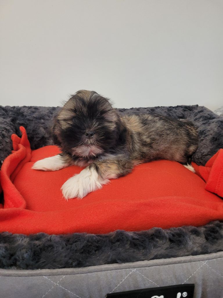 des terres de bourguenailles - Chiots disponibles - Lhassa Apso