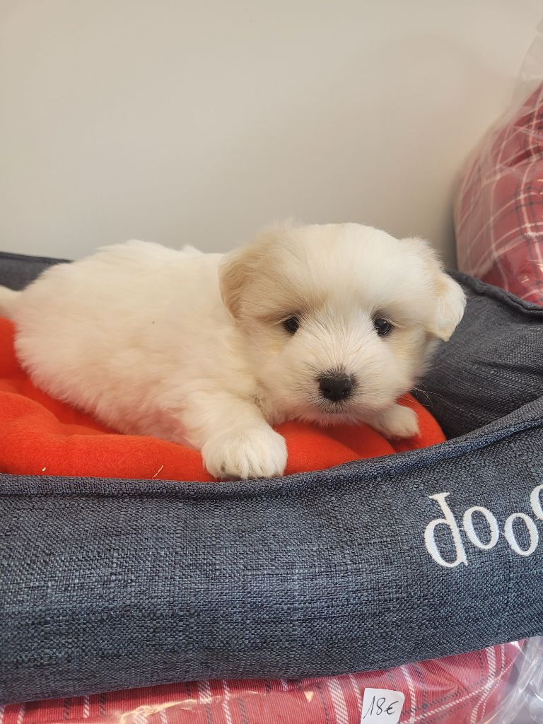 des terres de bourguenailles - Chiots disponibles - Coton de Tulear