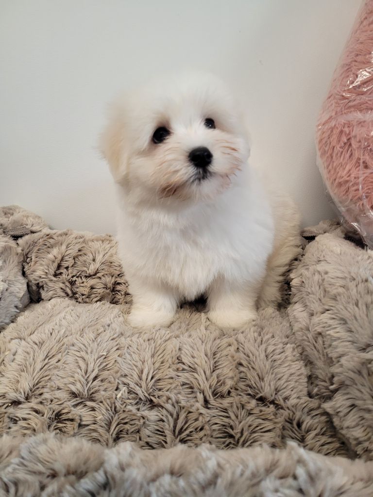 des terres de bourguenailles - Chiots disponibles - Coton de Tulear