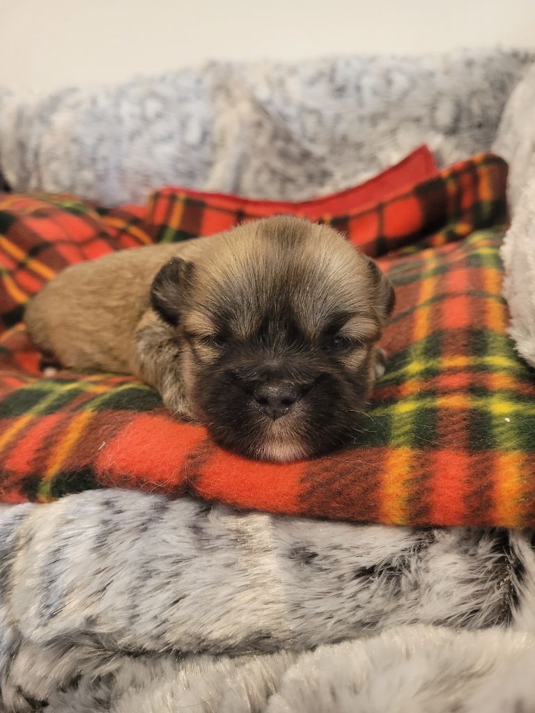 des terres de bourguenailles - Chiots disponibles - Lhassa Apso