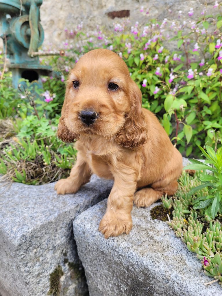 des terres de bourguenailles - Chiots disponibles - Cocker Spaniel Anglais