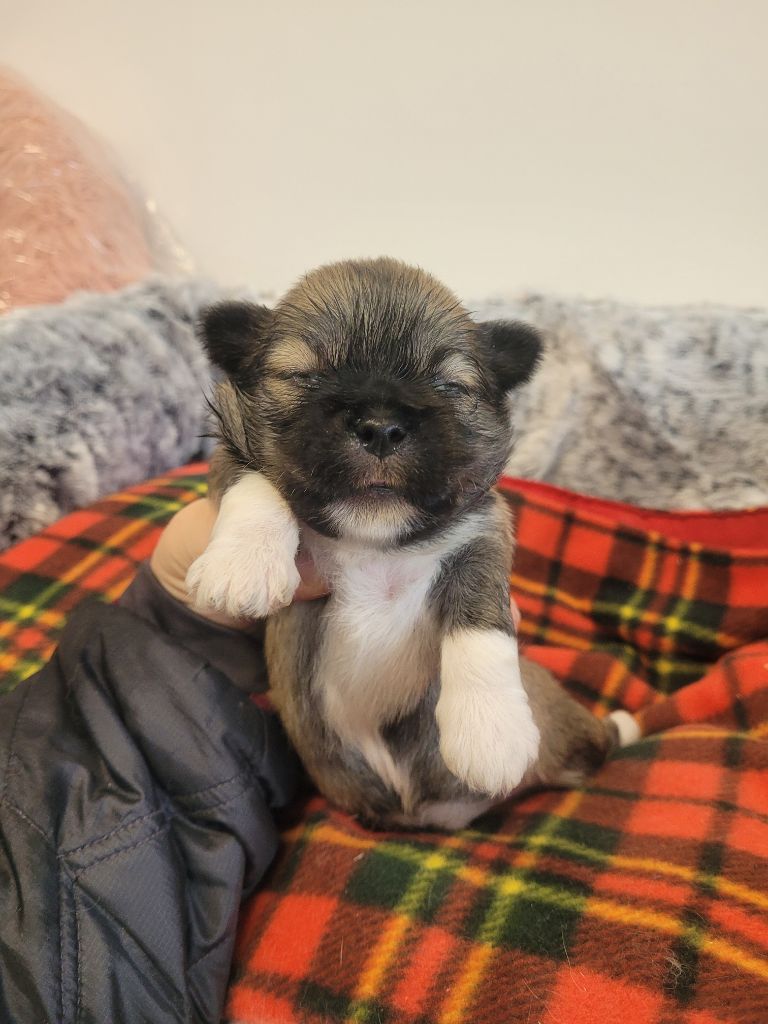 des terres de bourguenailles - Chiots disponibles - Lhassa Apso